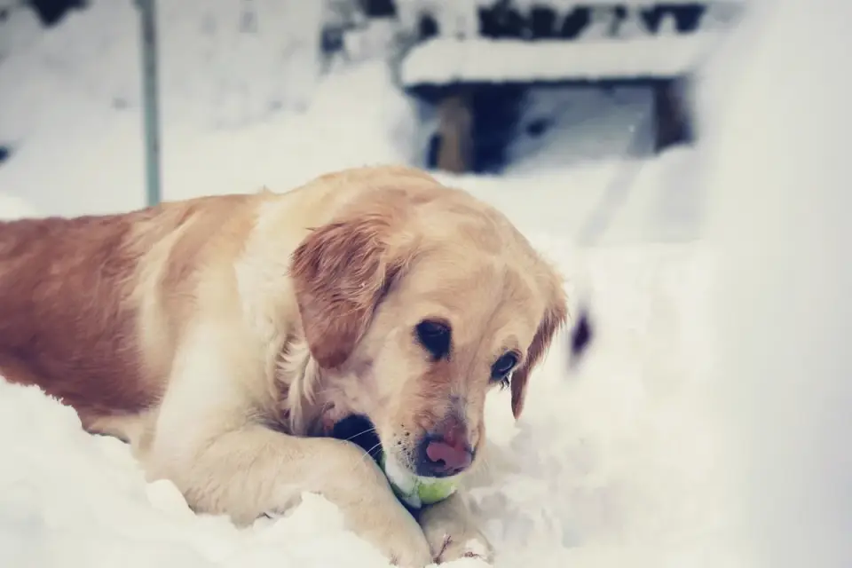 Dog eating outdoors bowl