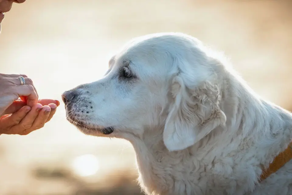 Dog eating outdoors bowl