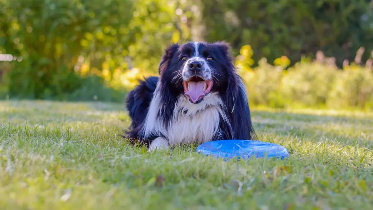 Dog eating outdoors