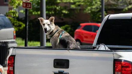 Dog in a car seat