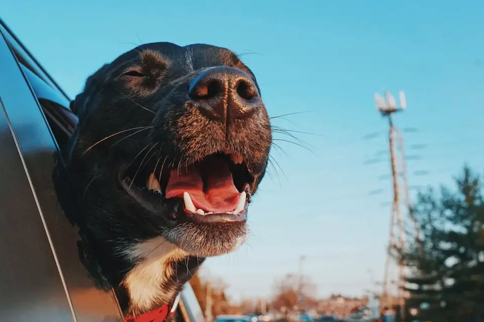 Dog in a car seat