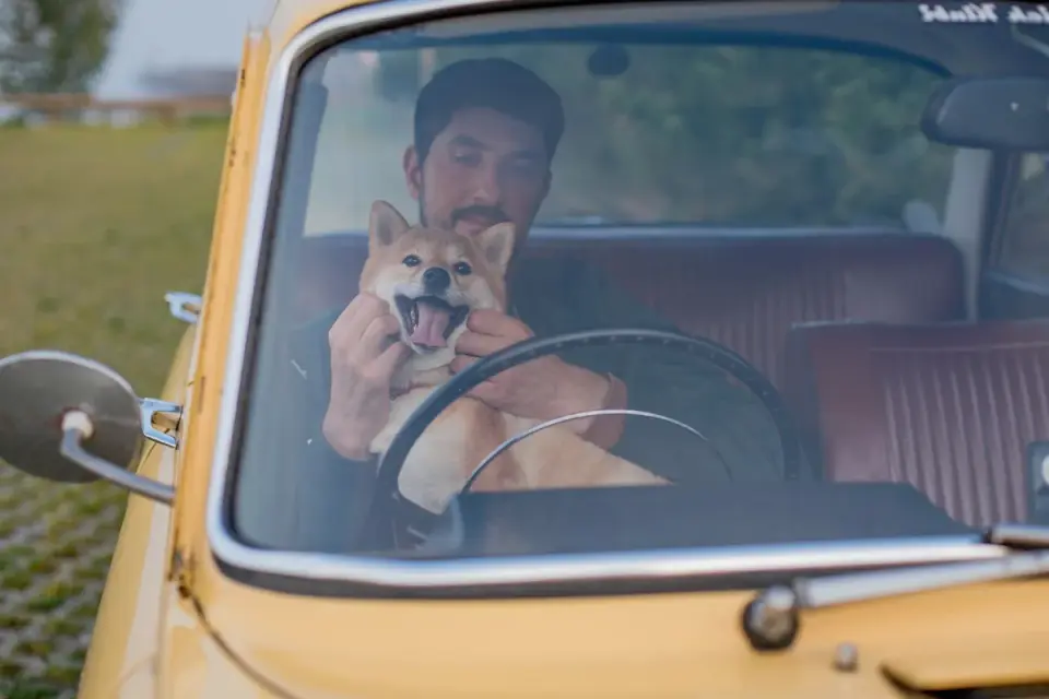 Dog in a car seat