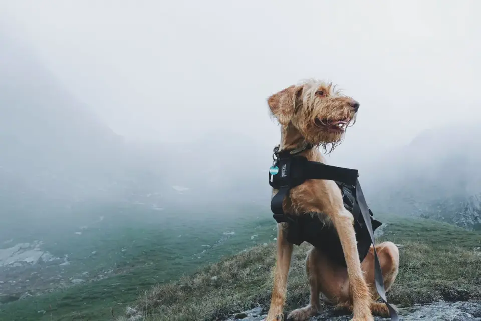 Dog in a carrier