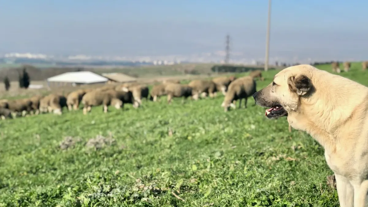 Dog in a field with sheep