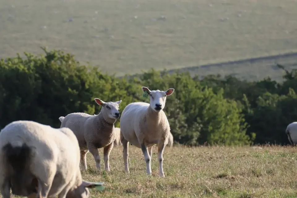 Dog in a field with sheep