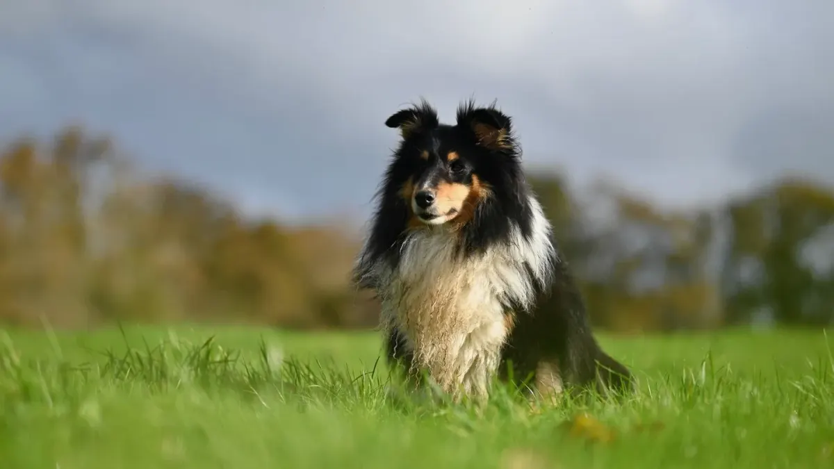 Dog in a field with sheep