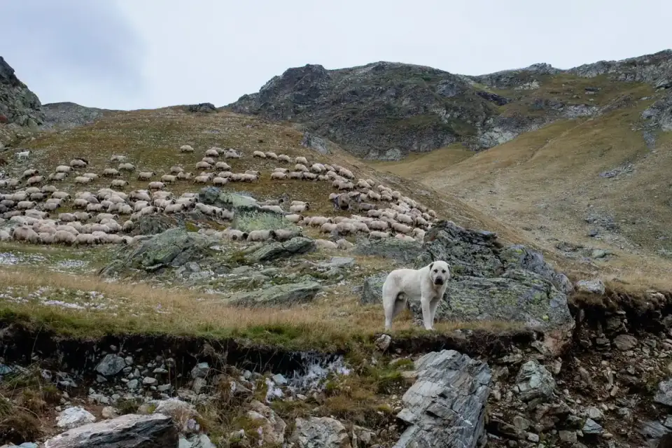 Dog in a field with sheep