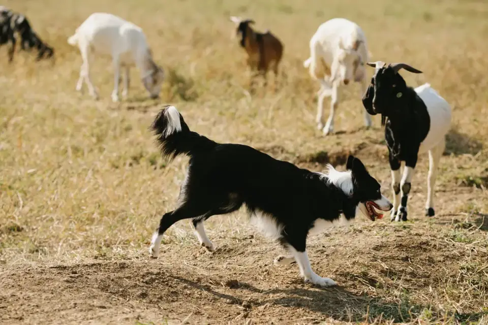 Dog in a field with sheep
