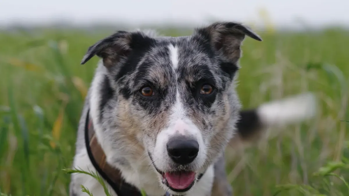 Dog in a field with sheep