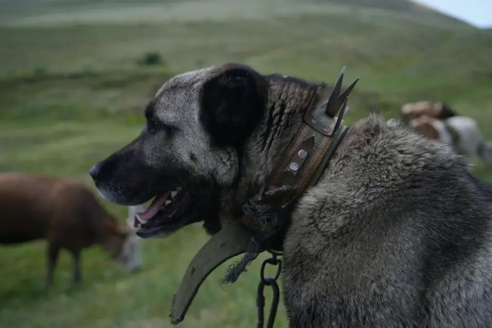 Dog in a field with sheep