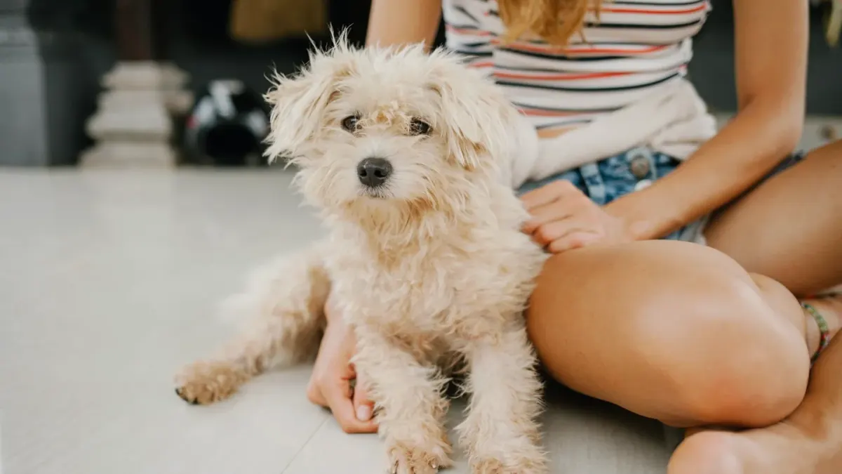 Dog in a kitchen with an owner