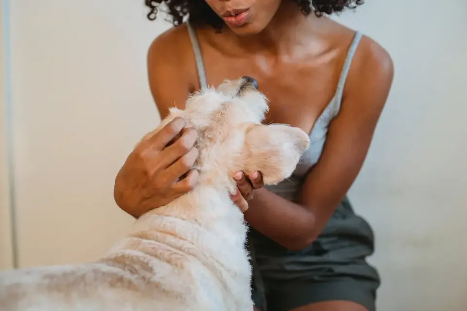 Dog in a kitchen with an owner