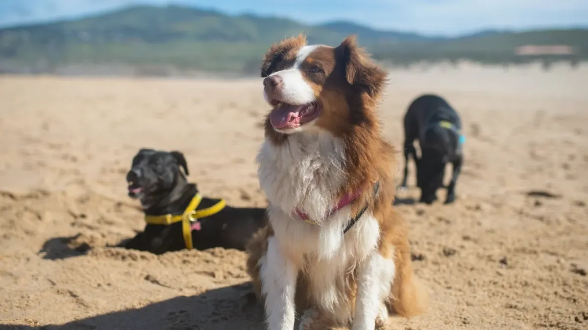 Dog in a dog park