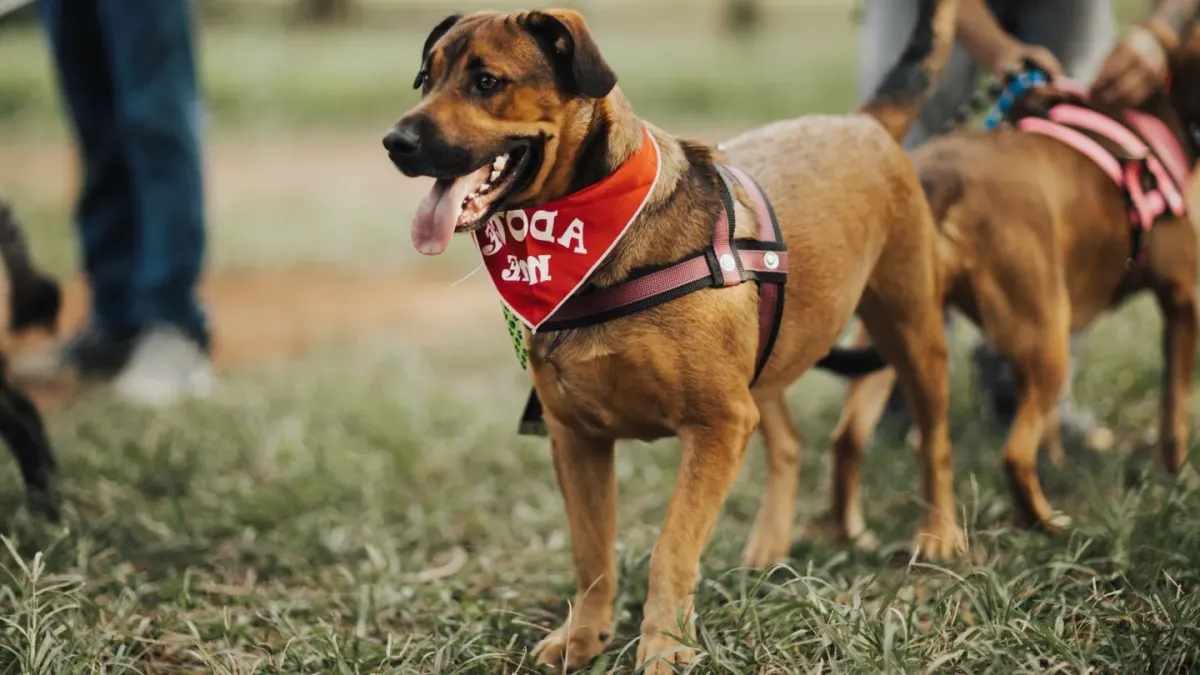 Dog in a dog park