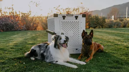 Dog in a travel crate