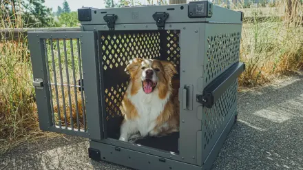 Dog in a travel crate