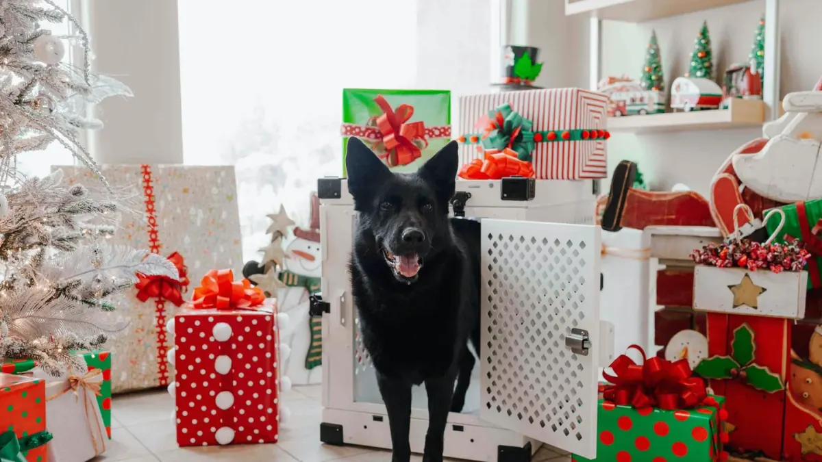 Dog in a travel crate