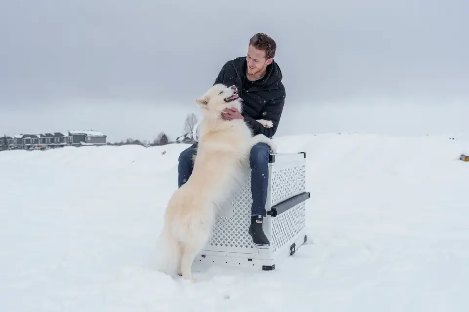 Dog in a travel crate