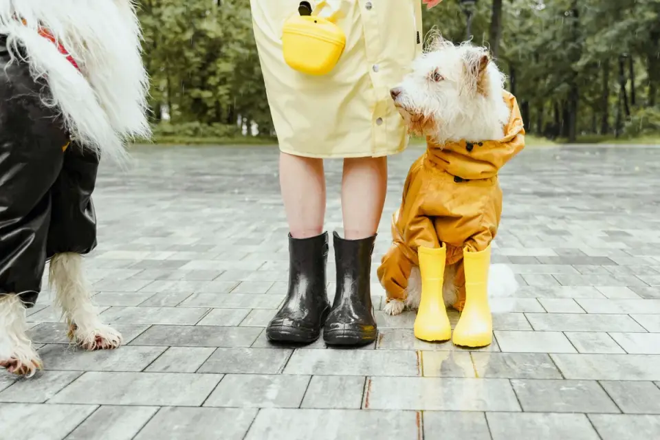 Dog in kitchen with owner