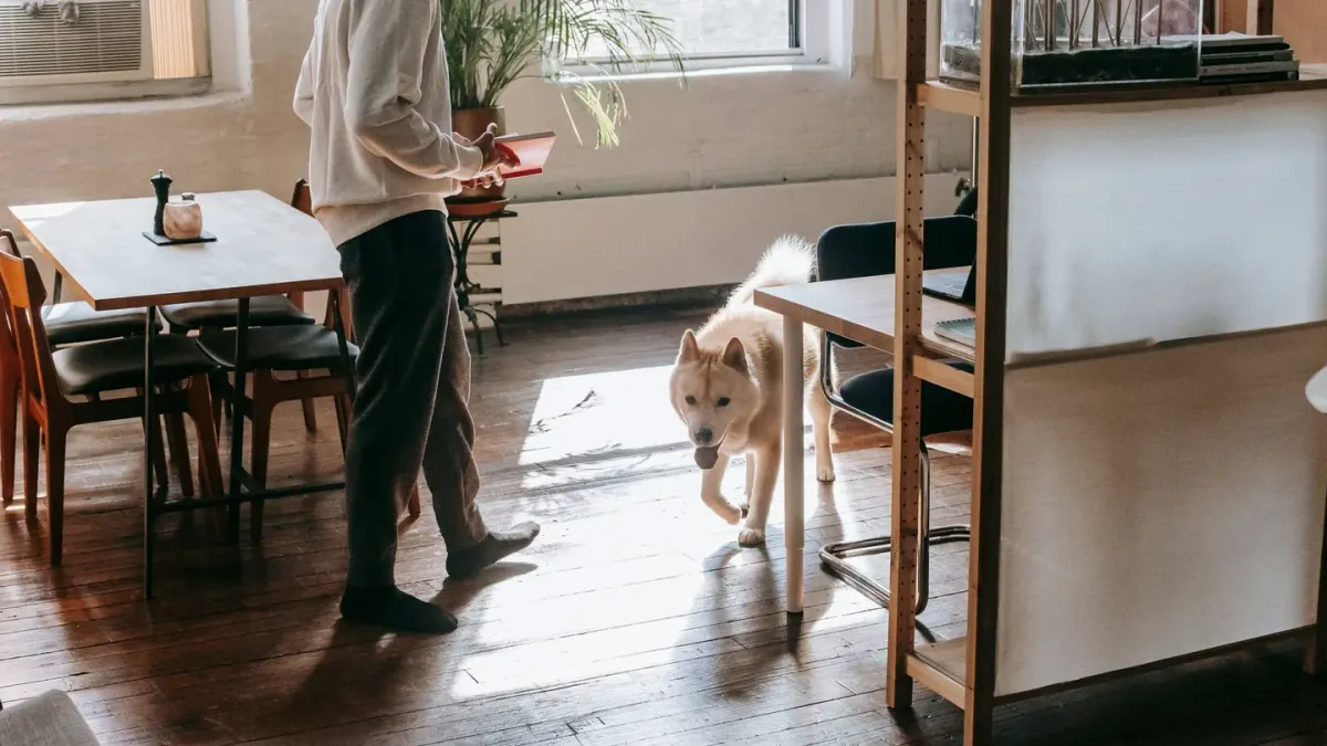 Dog in kitchen with owner