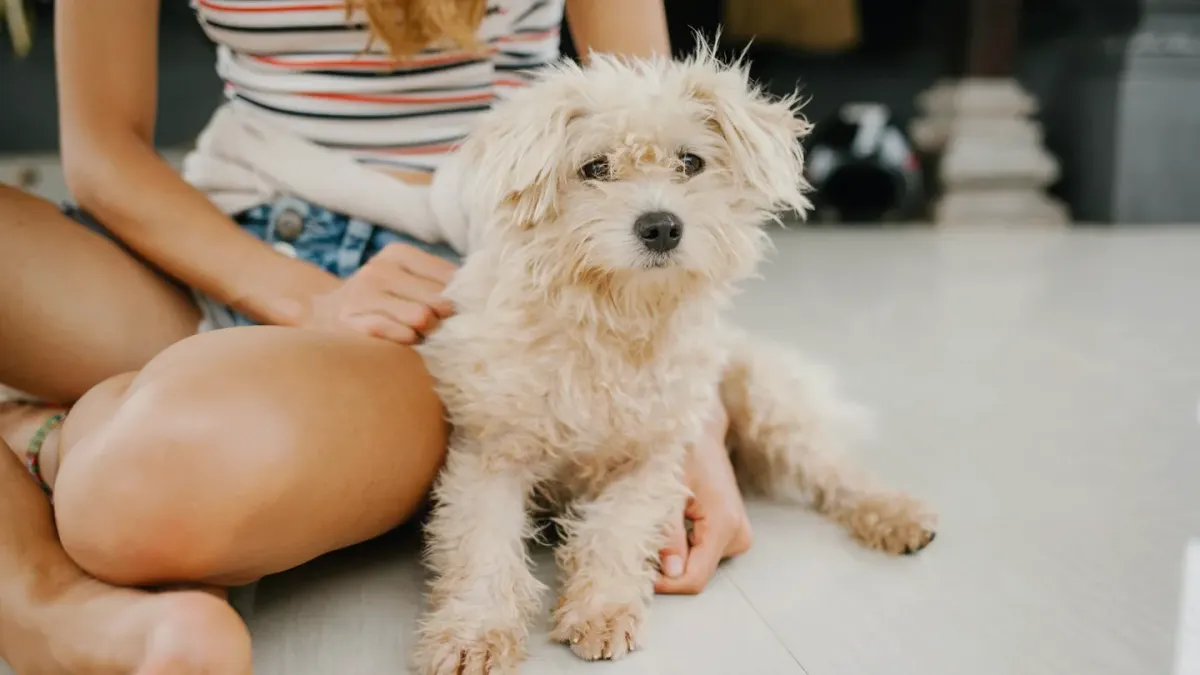 Dog in kitchen with owner
