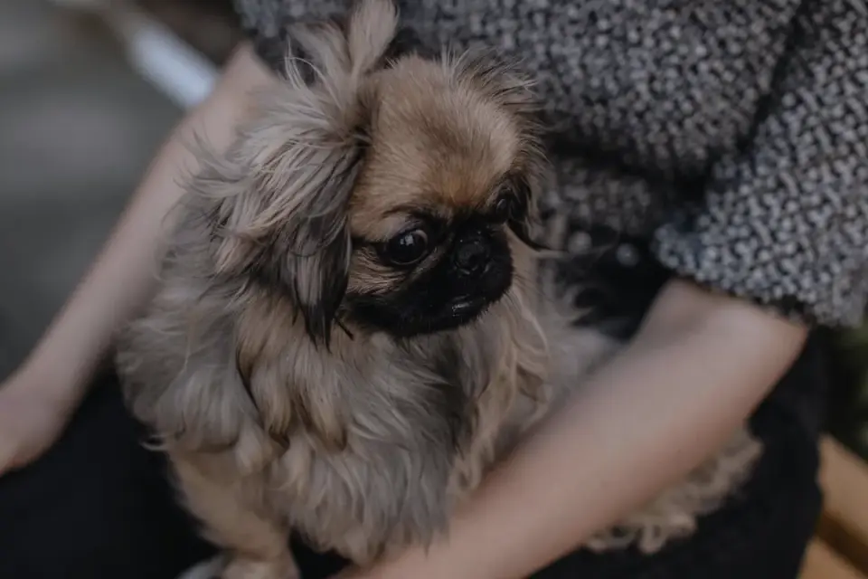 Dog in kitchen with owner