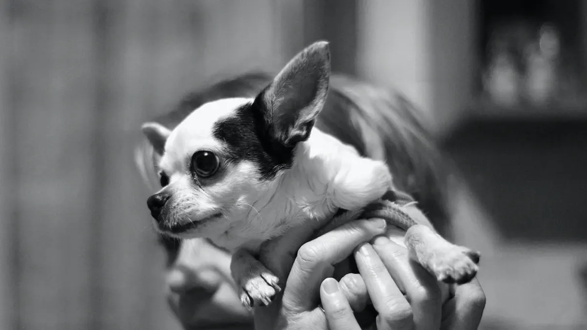 Dog in kitchen with owner