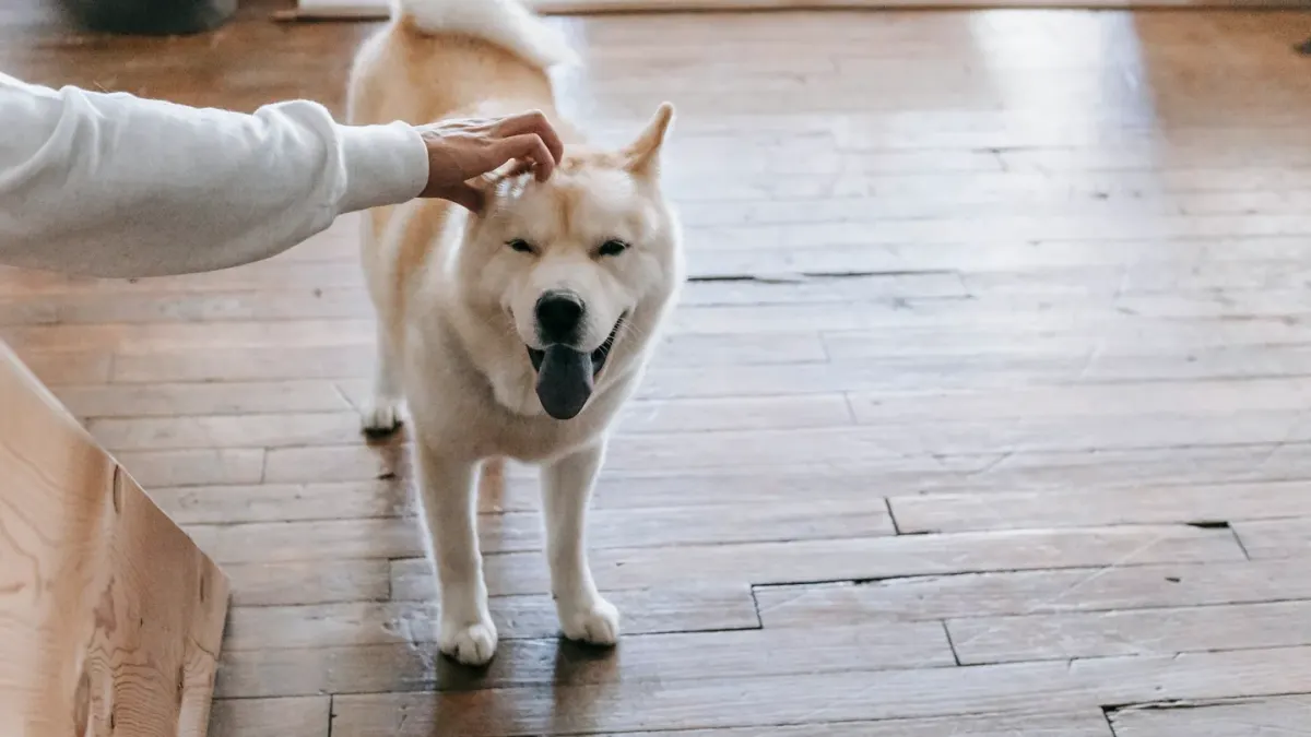 Dog in kitchen with owner