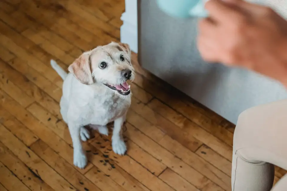Dog in kitchen with owner