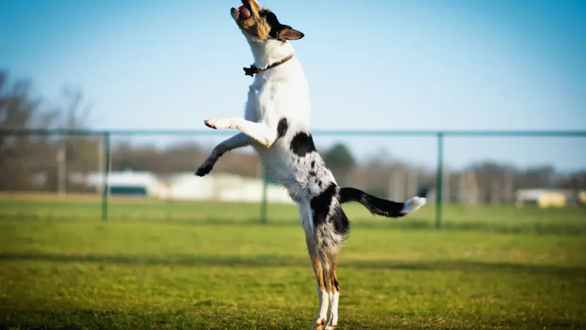 Dog jumping outdoors