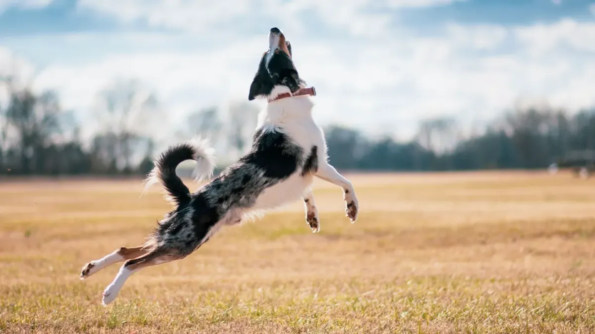 Dog jumping outdoors