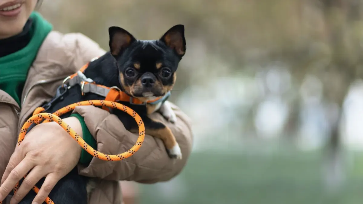 Dog leash in hand outdoors