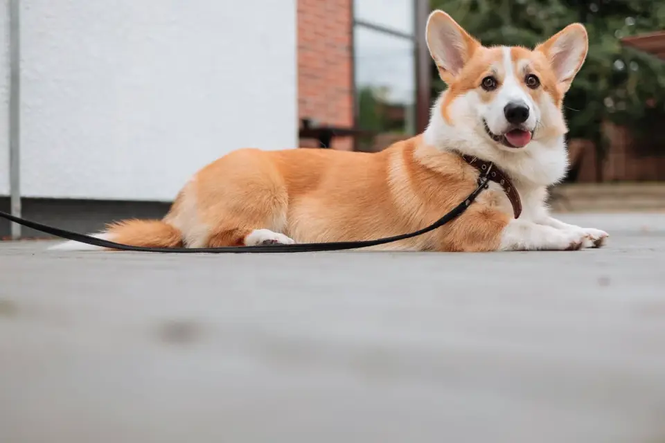 Dog leash in hand outdoors