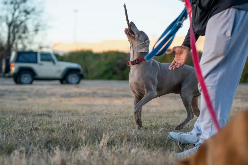 Dog leash in hand outdoors