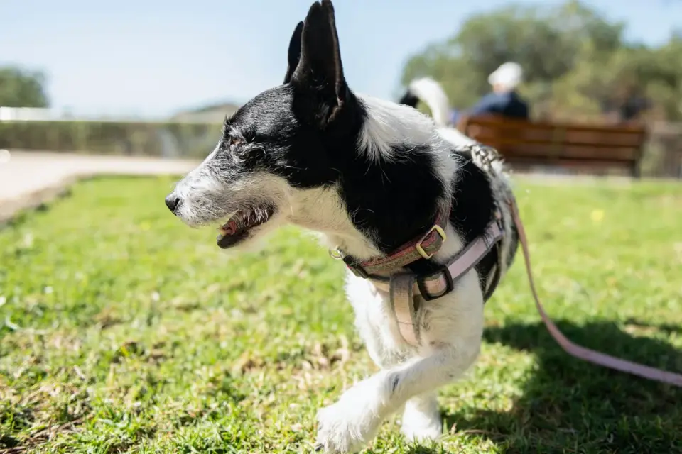 Dog leash in hand outdoors