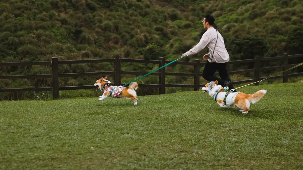 Dog leash in hand outdoors