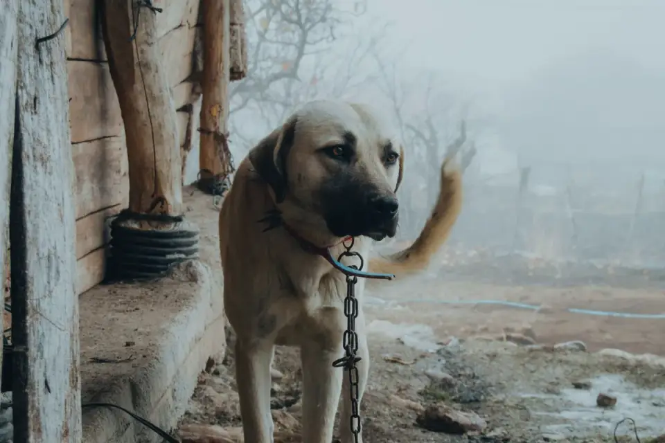 Dog leash in hand outdoors