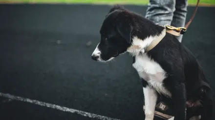 Dog leash in hand outdoors