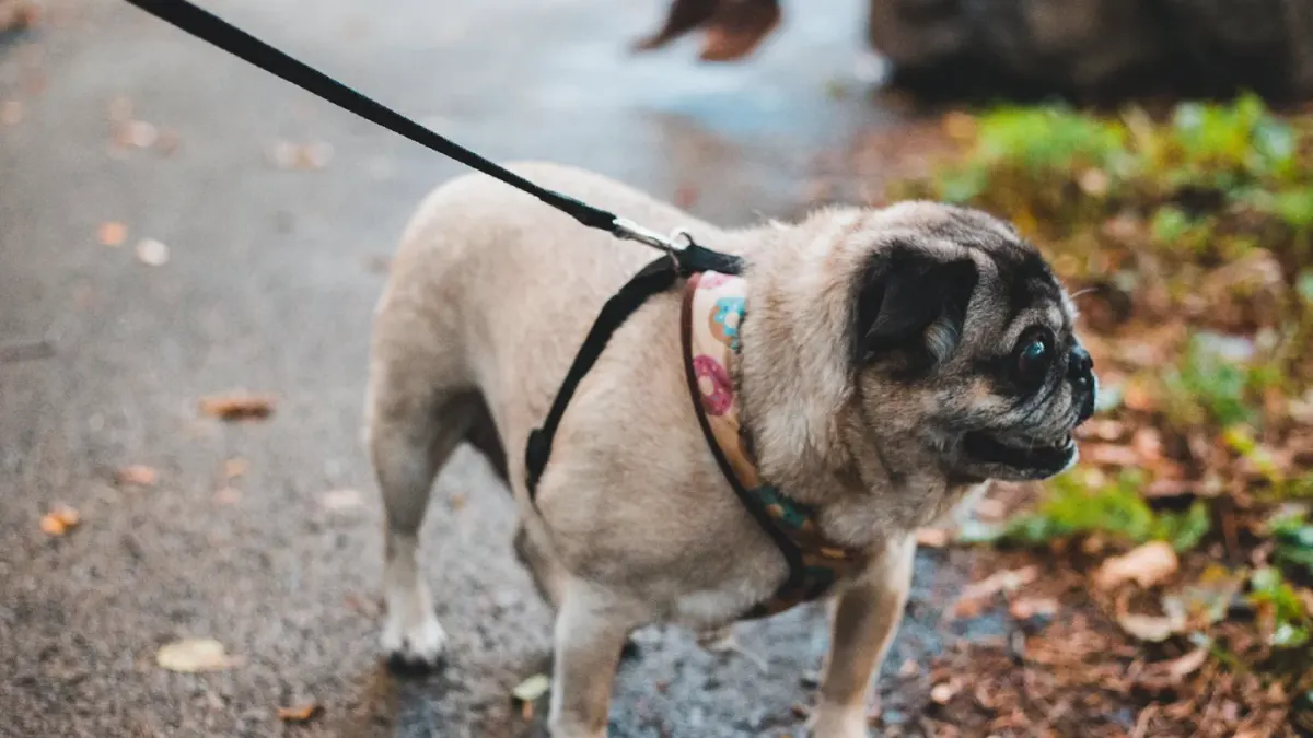 Dog leash in hand outdoors
