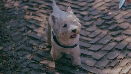 Dog leash in hand outdoors
