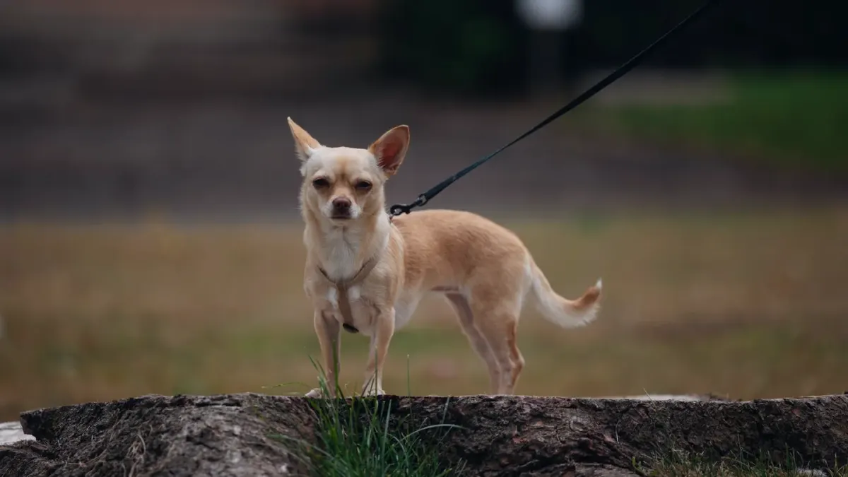 Dog leash in hand outdoors