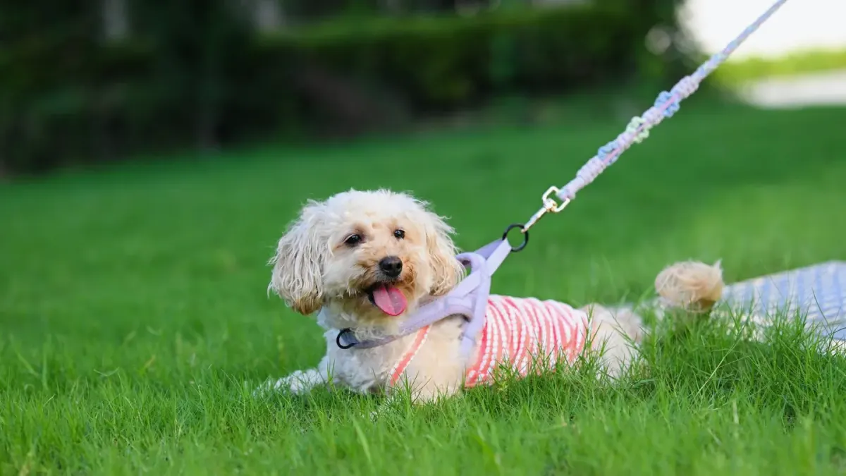 Dog leash in hand outdoors
