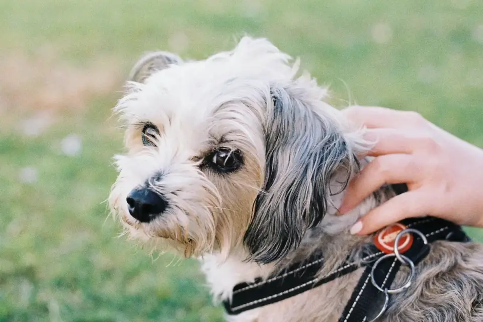Dog leash in hand outdoors