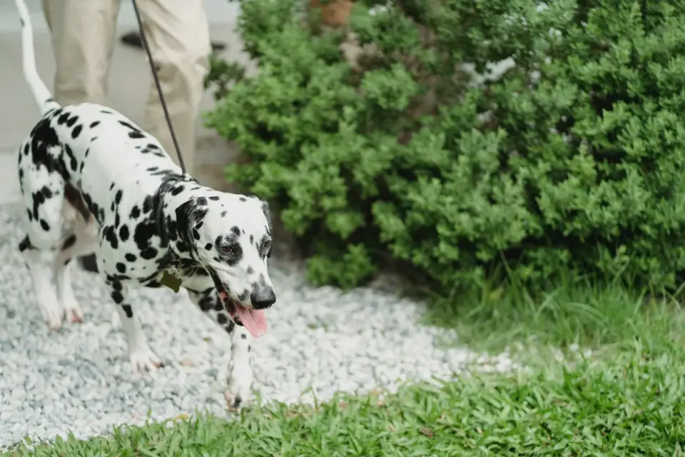 Dog leash in hand outdoors