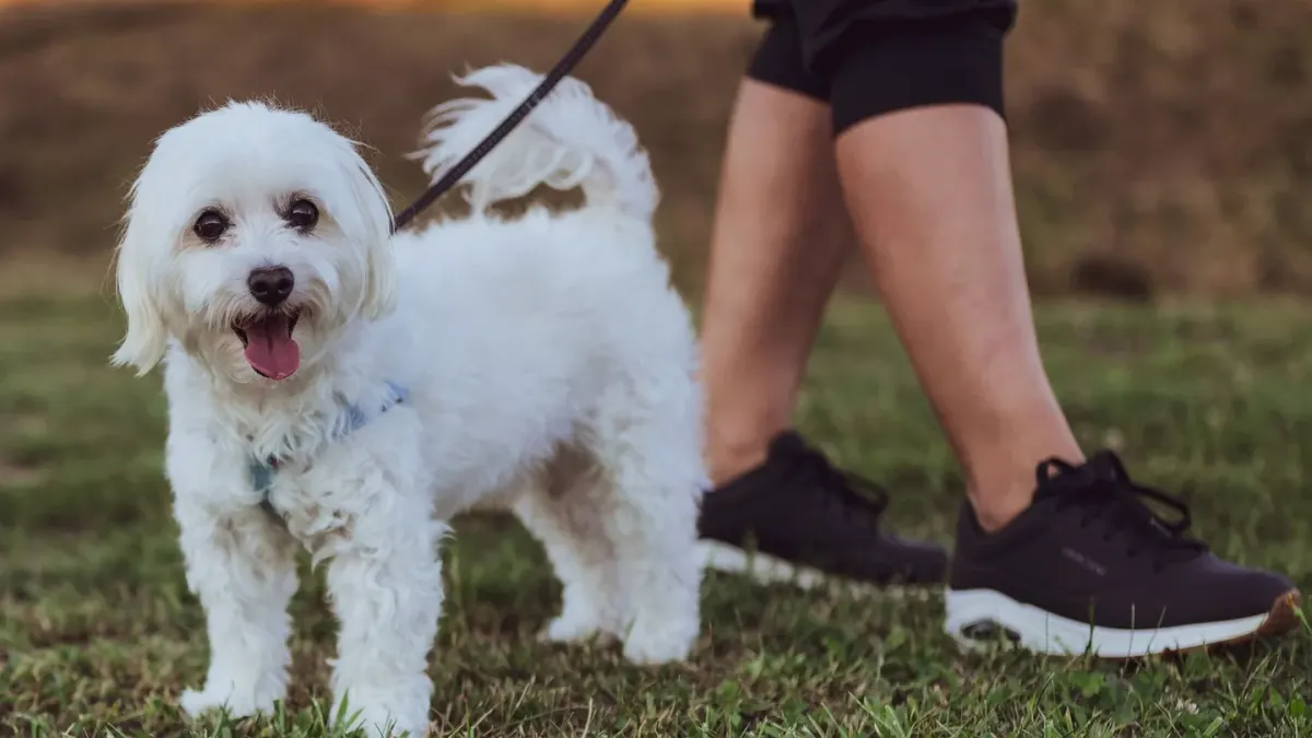 Dog leash in hand outdoors