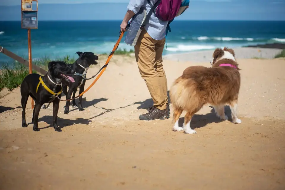 Dog leash in hand outdoors