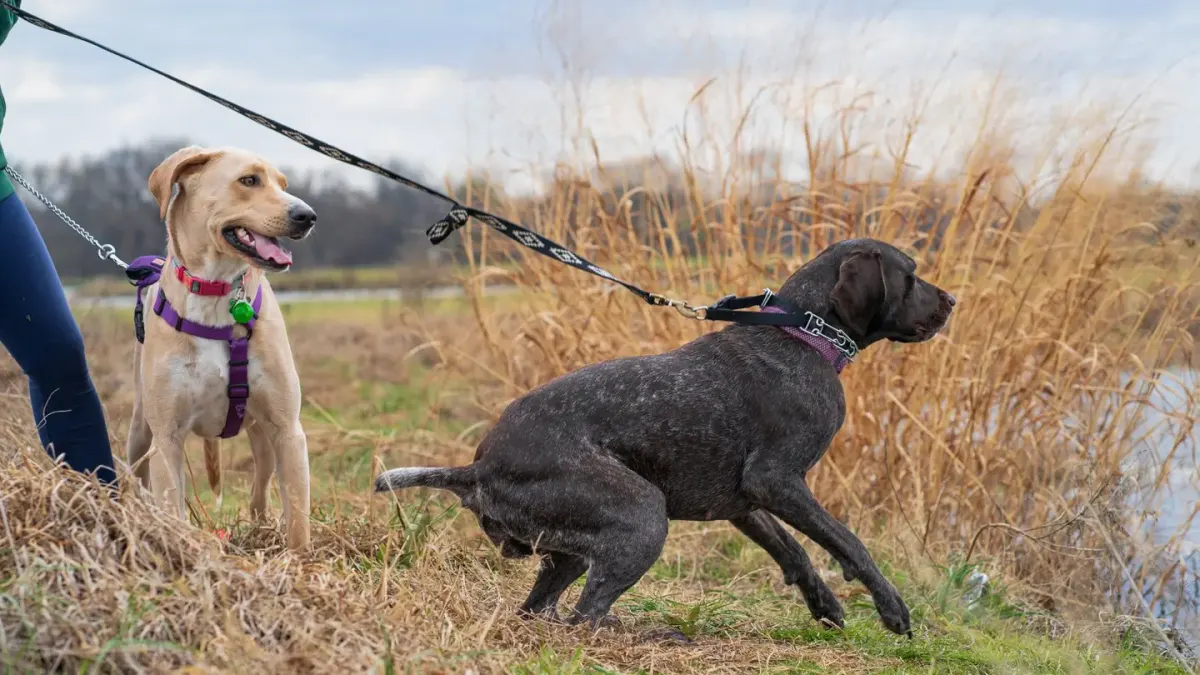 Dog leash in hand outdoors