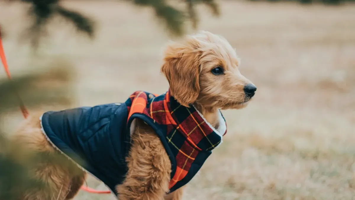 Dog leash in hand outdoors