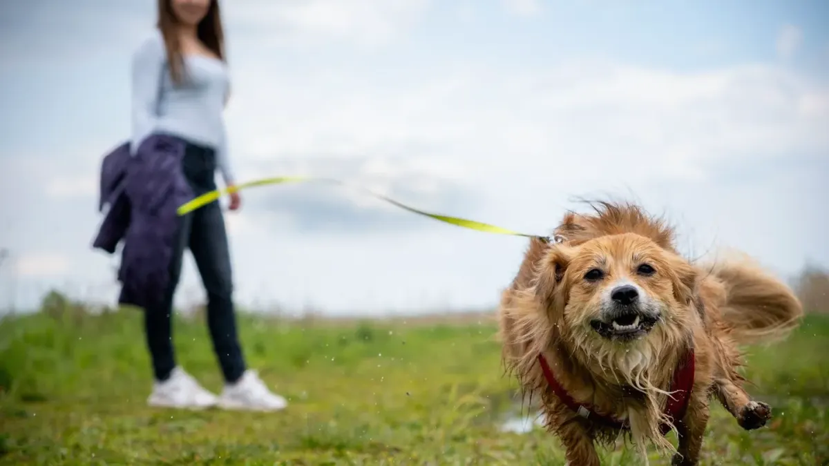 Dog leash in hand outdoors