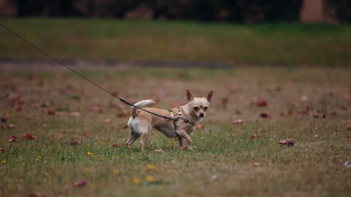 Dog leash in hand outdoors